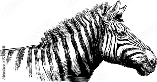 Vintage zebra side profile with striped pattern in engraving style for retro design