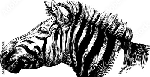 Zebra side profile featuring striped pattern in vintage engraving style for retro design