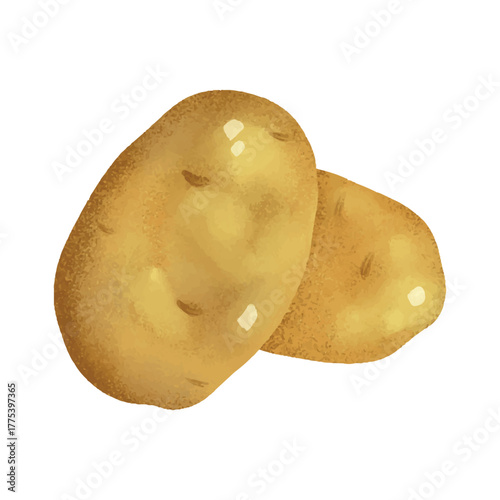 Potato illustration for organic food logo, food label, packaging, restaurant menu, patterns, art prints, book illustration or botanical and kitchen design.