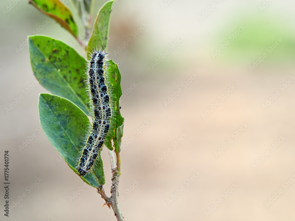 Fototapeta premium Caterpillar of the Large White butterfly on a plant. It is also known as the 