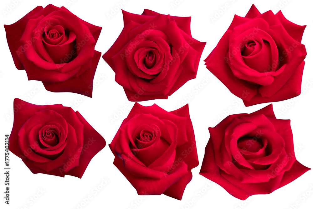 Fototapeta premium Six deep red roses are blooming in a long row on a white background.Photo with clipping path.