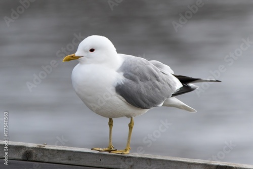 Common Gull (Larus canus) at a watercourse in Storsjo, Harjedalen, Sweden.