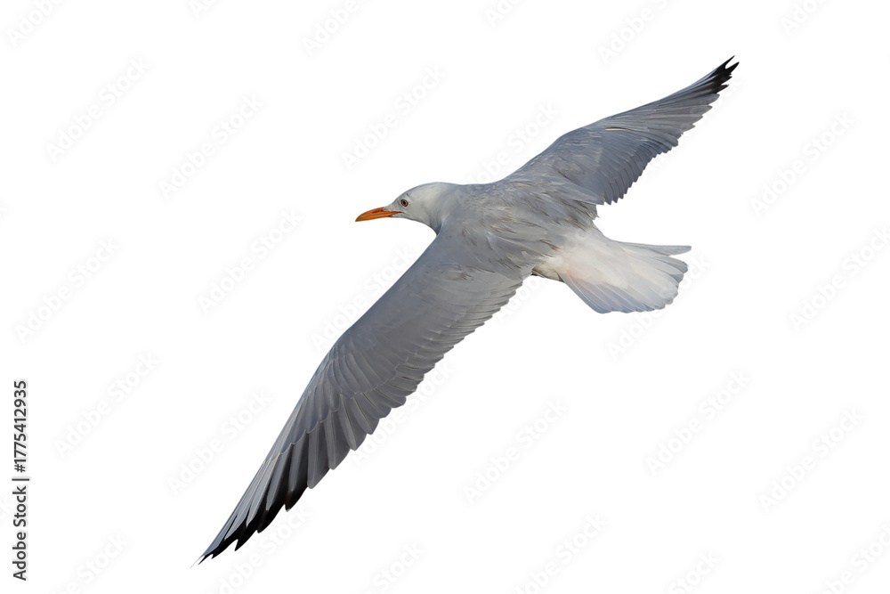 Obraz premium Slender-billed Gull flying isolated on transparent background png file