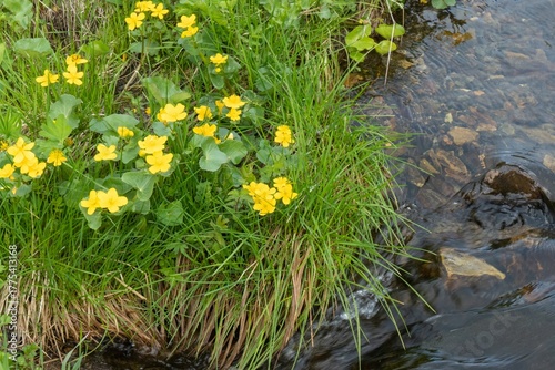 Marsh-Marigold (Caltha palustris) by a lake in Harjedalen, Sweden.