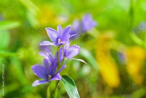 blue flowers in the garden