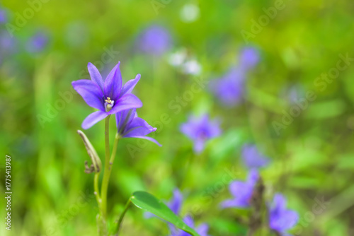 blue flowers in the garden