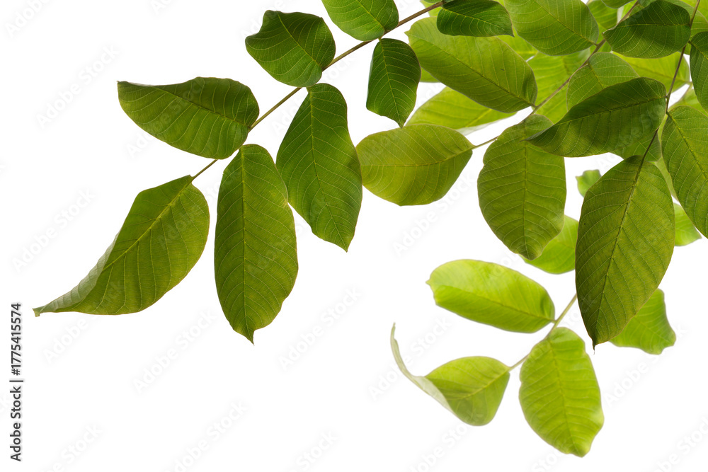 Fototapeta premium High-quality isolated green branch with fresh spring and summer leaves on transparent background