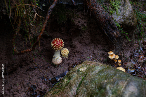 champignons rouges dans une forêt des vosges, annamite tue-mouche dans la nature