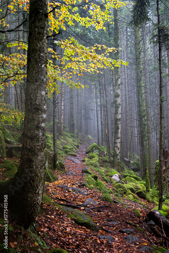 sous bois des Vosges an automne pendant une ballade dans la nature