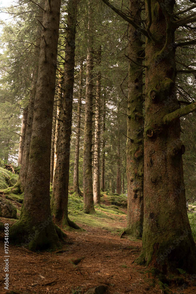 Obraz premium Sendero entre arboles del bosque frondoso verde y marron