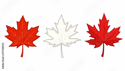 Illustration of Three Stylized Maple Leaves in Red and White Varieties on a Simple White Background Symbolizing Nature and Design