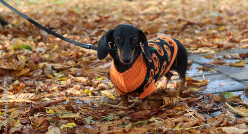 Dachshund dog in an orange jacket walks in the autumn park