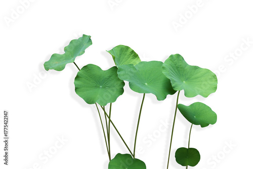 Group of  Waterlily green leaves beauty shape with shadow on isolated background
