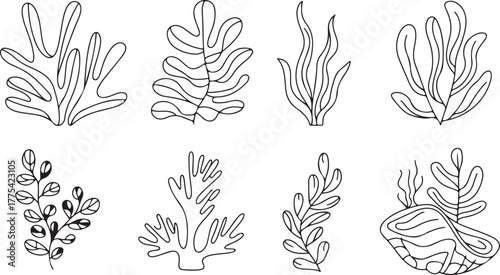 Black and White Line Drawings of Seaweed and Plants