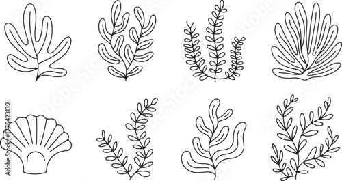 Black and White Line Drawings of Seaweed and Seashell
