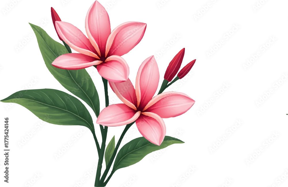 Fototapeta premium pink lily isolated on white