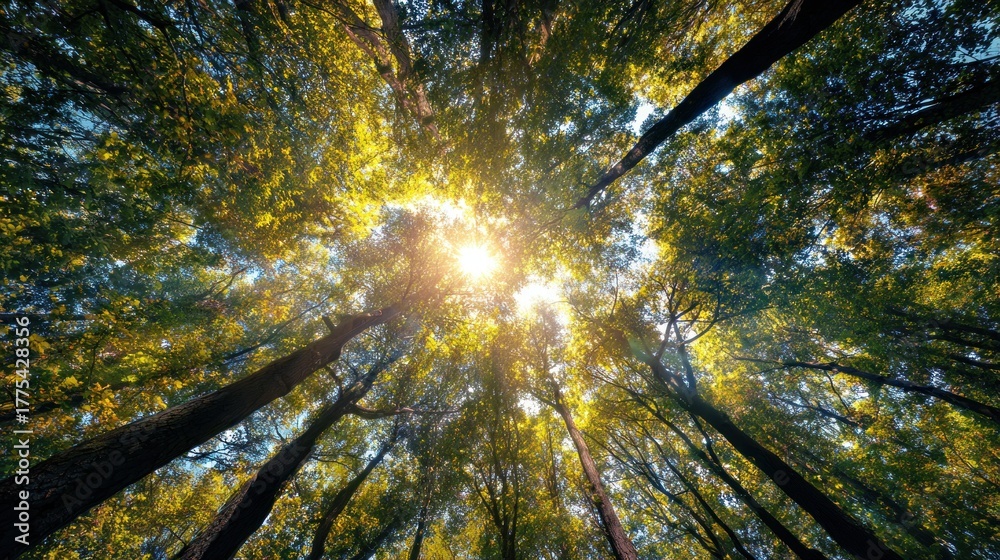 Obraz premium A vibrant view of sunlight filtering through tall trees, creating a serene and enchanting forest atmosphere.