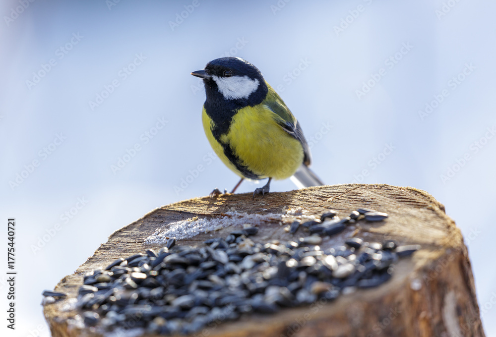 Obraz premium bird feeding on a bird feeder with sunflower seeds. Great tit