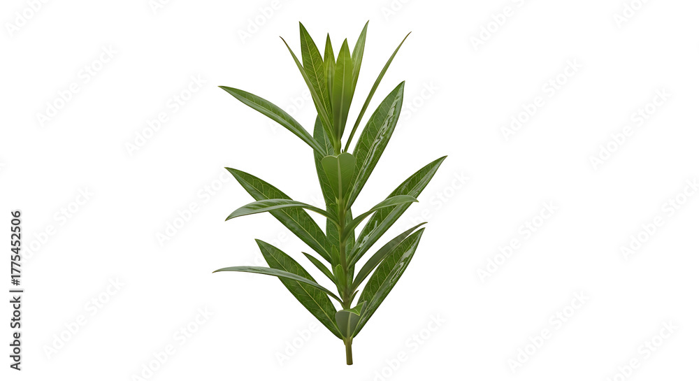 Fototapeta premium Fresh Green Rosemary Sprig Isolated on White Background.