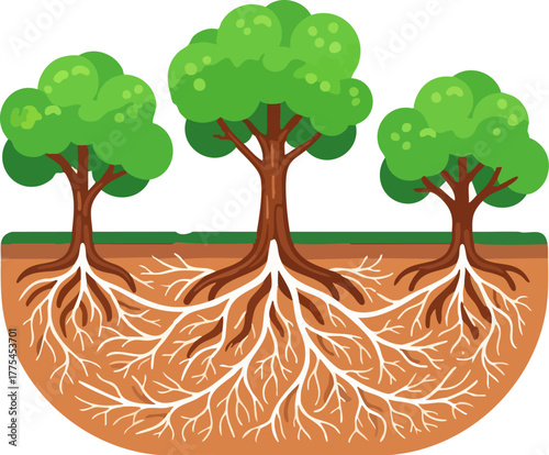 of three trees with visible roots in the soil.