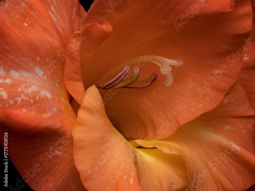 Φωτογραφία Gladiolus (Gladiolus L