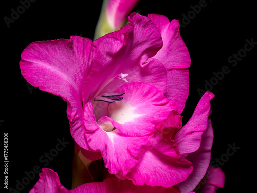 Εκτύπωση καμβά Gladiolus (Gladiolus L