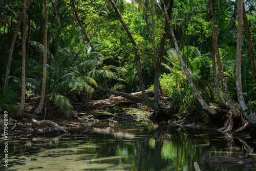 river in the forest