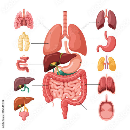 Diagram of human organs showing digestive and respiratory systems