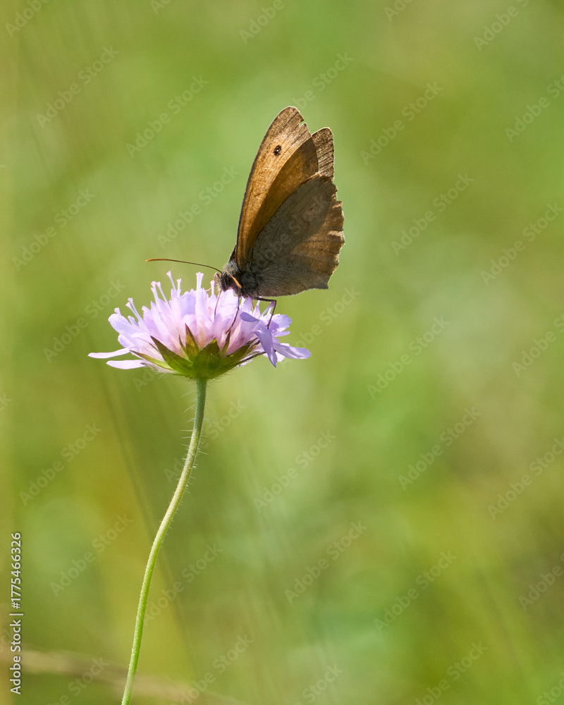 Obraz premium butterfly on a flower