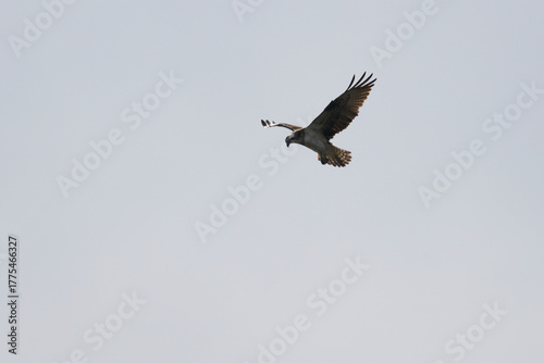 osprey in flight