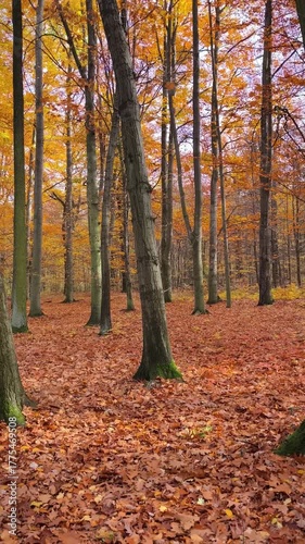 Autumn beech forest, relaxing atmosphere