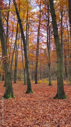 Autumn beech forest, relaxing atmosphere