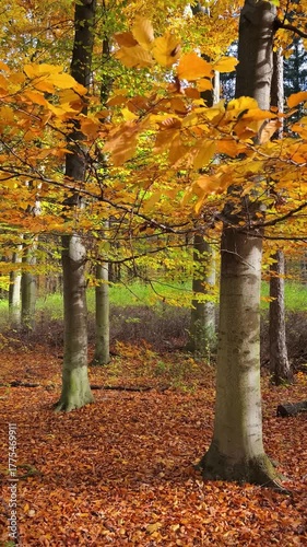 Autumn beech forest, relaxing atmosphere