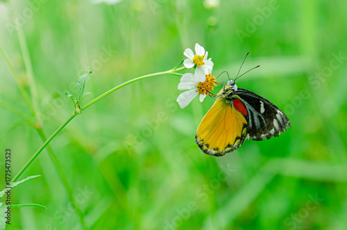 Butterfly (Delias descombesi) sucking nectar on a flower, green background, left copy space.