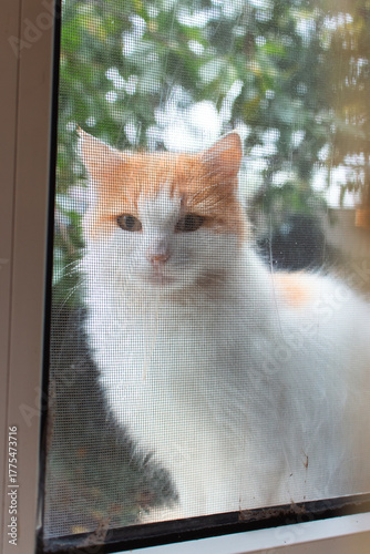 Red and white cat looking through window. Orange and white kitten sitting outdoor. Curious cat concept. Funny kitty sitting on backyard. Pets concept. Domestic ginger cat. 