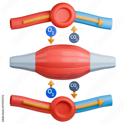 3D medical illustration showing the exchange of oxygen and carbon dioxide between a red blood cell and muscle tissue. Oxygen is delivered to the muscle, and carbon dioxide is absorbed.
