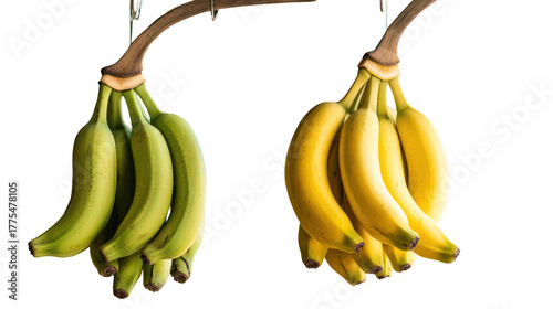Two bunches of bananas one green one yellow isolated on transparent background