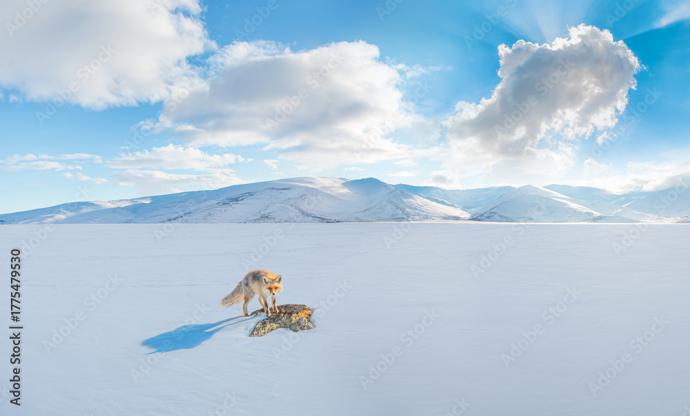 Fototapeta premium Red fox in wintertime with fresh fallen snow - Çıldır Lake, Turkey
