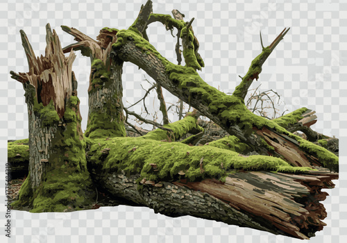 Create Set of Quercus dentata (also known as Daimyo oak or Japanese Emperor oak) sick fallen trees in moss isolated png on a transparent background perfectly cutout