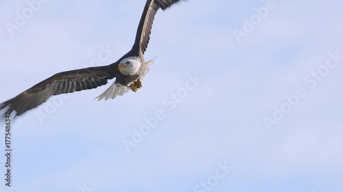 Eagle flying slow motion 4k