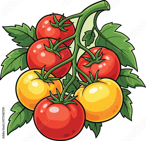 cherry tomatoes vector illustration