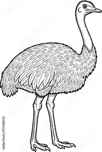 vector illustration of an ostrich bird