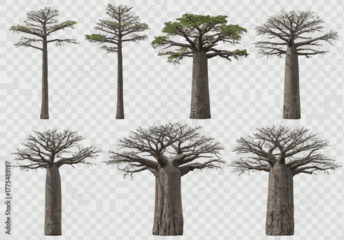 Need Set of Adansonia digitata (the African baobab) frontal isolated png on a transparent background perfectly cutout.