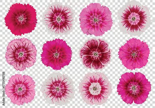  Need Set of Dianthus gratianopolitanus (commonly known as the Cheddar pink or clove pink) different colors flowering frontal isolated png on a transparent background perfectly cutou