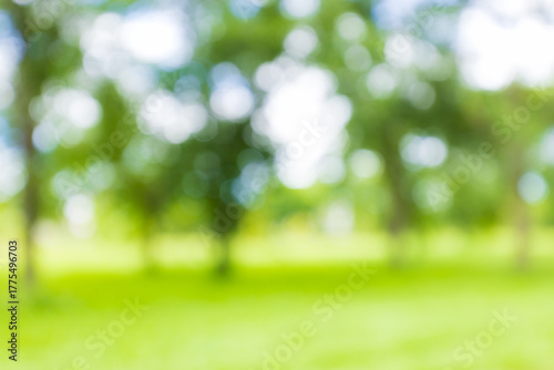 Nature backdrop and forest backdrop with blurred focus,Blurred or defocused nature forest background or wallpaper. Blurry trees, specular highlights, bokeh, no people.