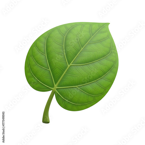 Green leaf isolated on transparent background