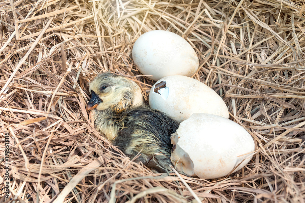 Obraz premium Newborn Shi Tou grey Goose. Little wet feathers newly gosling is hatching from egg in nest on haystack.