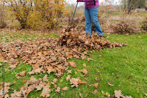 Person Raking Large Pile of Fallen Oak Leaves on Green Lawn in Autumn, Close-Up