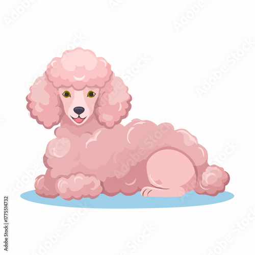 A fluffy, curled-up poodle dog rests comfortably, its precisely groomed, cloud-like coat obscuring its shape.