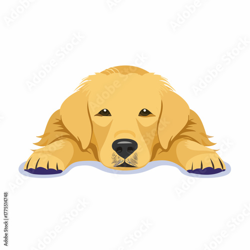 A majestic golden retriever dog lies peacefully with its head resting gently on its outstretched front paws.